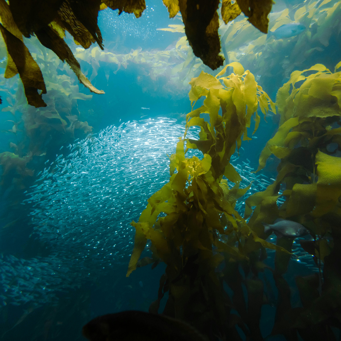 If Fish Get Their Omega-3 from Algae… Why Don’t We?
