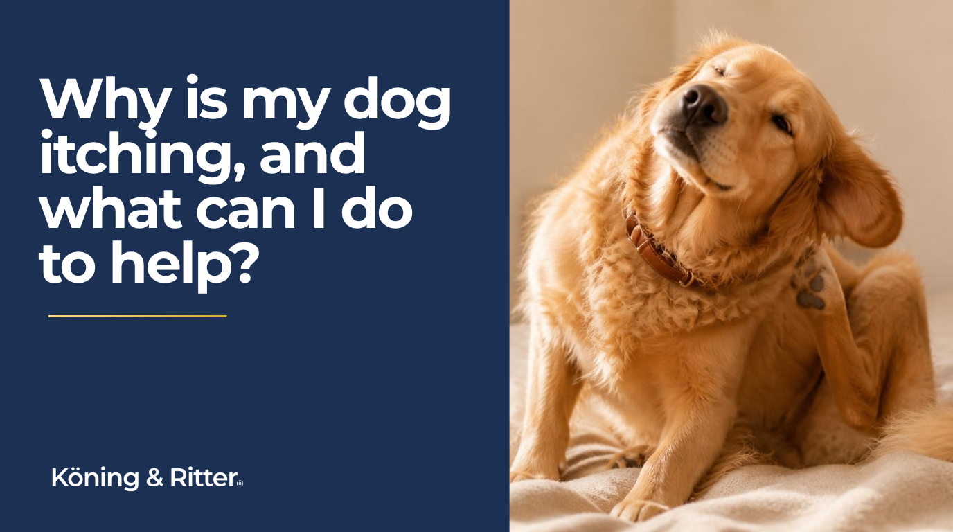 Itchy dog? The Role Nutrition Can Play in Healthy Skin