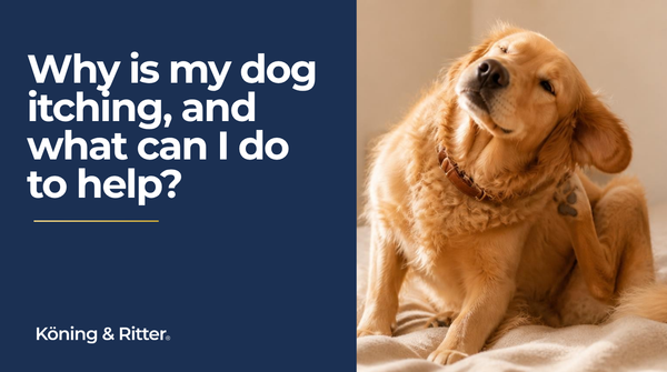 Itchy dog? The Role Nutrition Can Play in Healthy Skin