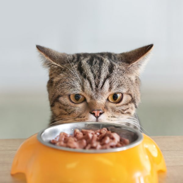 A calm guide to feeding your cat