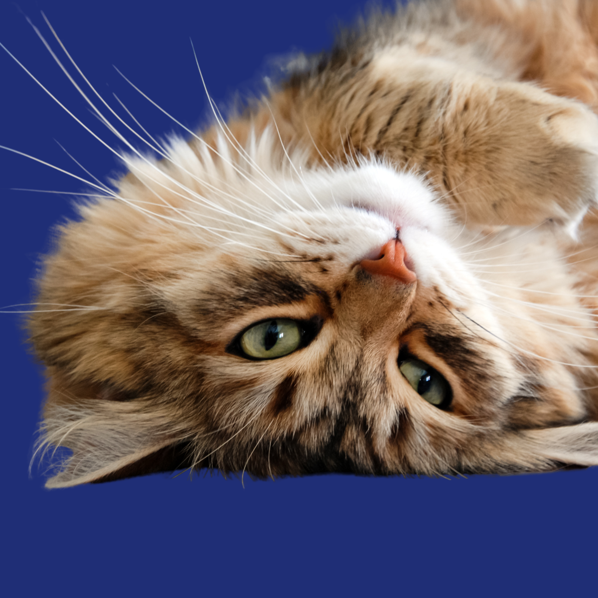 Shop Cat Supplements