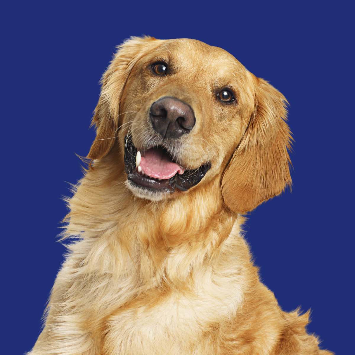 Shop Dog Supplements